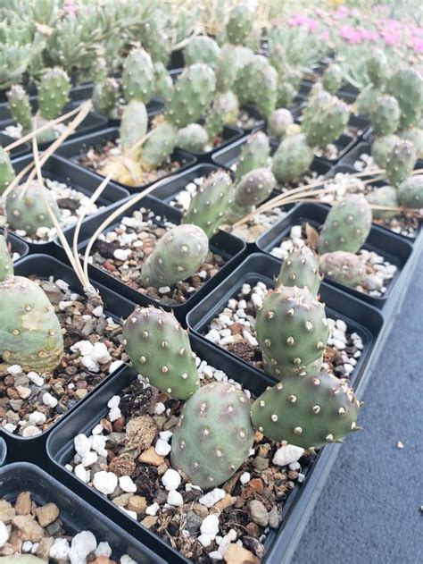 Opuntia Fragilis potato Cactus COLD HARDY CACTUS - Etsy