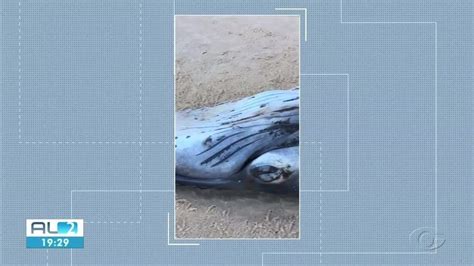 Filhote de baleia é encontrado morto em Jequiá da Praia AL Alagoas G1