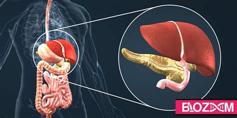 آناتومی دستگاه گوارش انسان به زبان ساده مجله بیوزوم