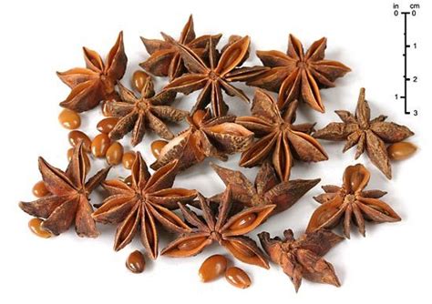 Star Anise Description And Uses Britannica