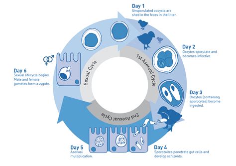 Canine Coccidia Life Cycle