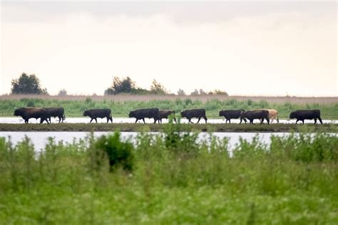 The Oostvaardersplassen nature reserve | Nationaal Park Nieuw Land