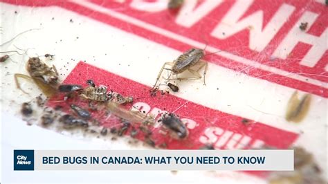 Bed Bugs In Canada What You Need To Know