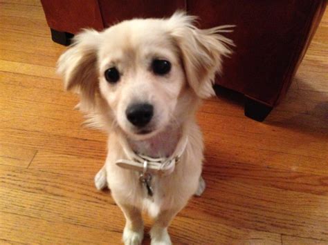 Chihuahua Mix With Golden Retriever