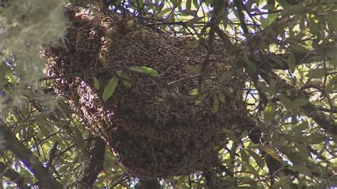 Giant hive creates sticky situation for couple