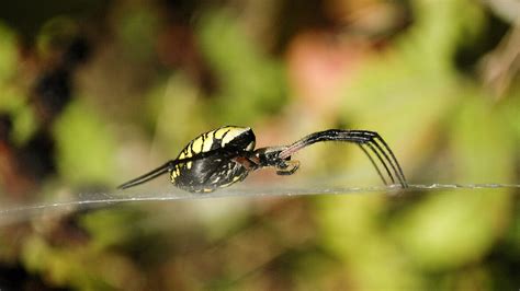 Argiope Aurantia AcademiaLab