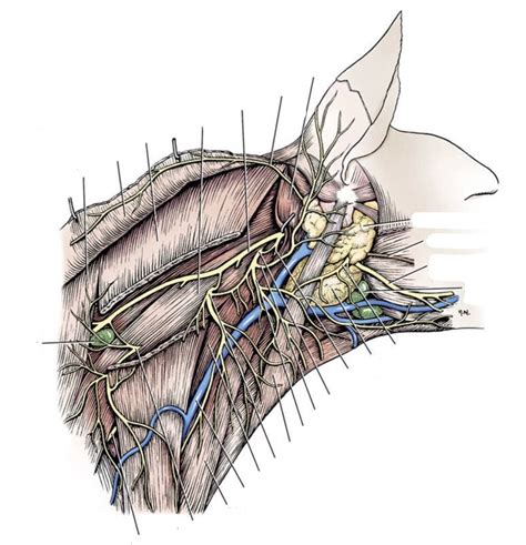 Superficial Nerves Of The Neck Lateral Aspect Diagram Quizlet