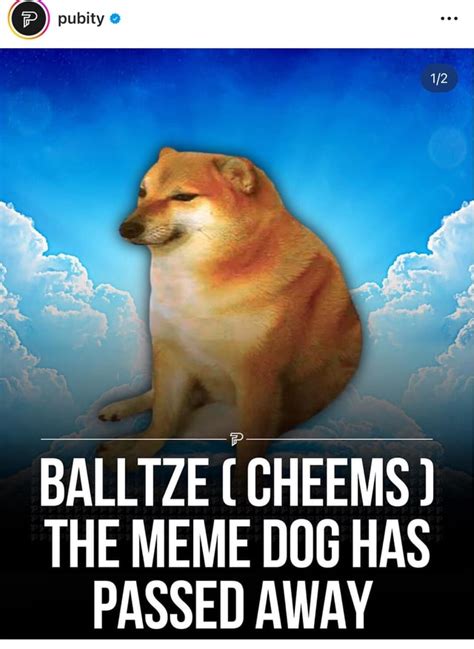 Balltze Cheems The Meme Dog Has Passed Away Ifunny