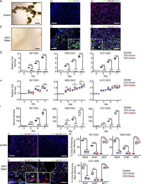 Zikv Causes Loss Of Gsc Self Renewal And Proliferation A And B Gscs