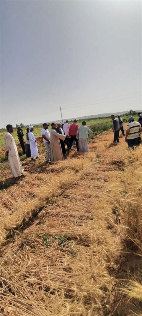 الزراعة تنظم يوم حصاد موسع لمحصول القمح في وادي النقرة بمحافظة أسوان