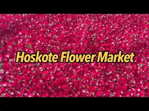 A Quick Glimpse Hoskote Flower Market Bangalore Flower Market