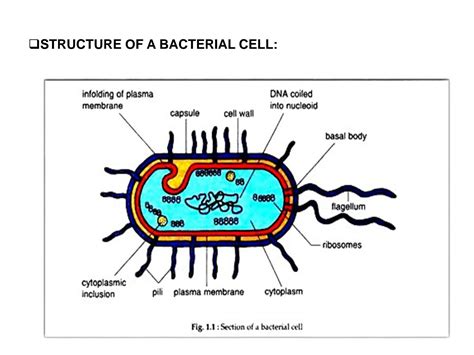 Solution Anatomy Of Bacterial Cell Notes Studypool