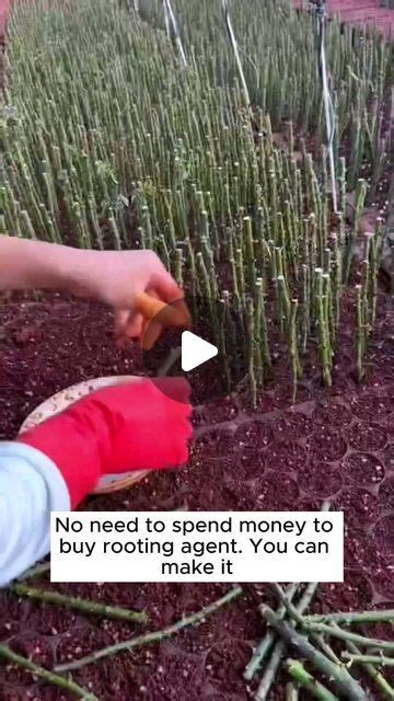 Amazing Garden Ideas On Instagram How To Make Simple Rooting Water