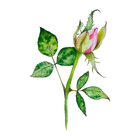 Roses Watercolor Illustration Of Bright Pink Roses Botanic