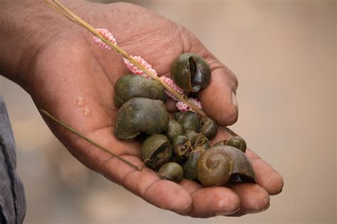 The Life Cycle Of The Golden Apple Snail Knowledge Zhejiang Rayfull