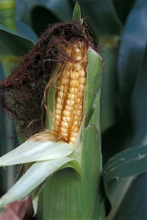 Zea Mays Poaceae Image At Phytoimages Siu Edu