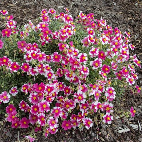 140mm Helianthemum Sunrose Helianthemum Nummularium Raspberry Ripple