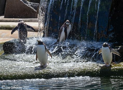 Edinburgh Zoo - Penguins Joe Gilhooley Photography