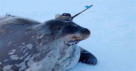 Seals Help Scientists Collect Data