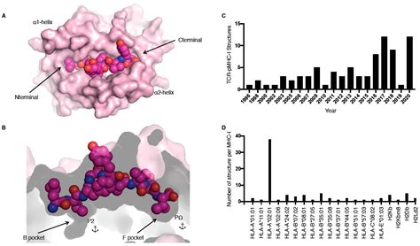 IJMS Free Full Text TCR Recognition Of PeptideMHC I Rule Makers