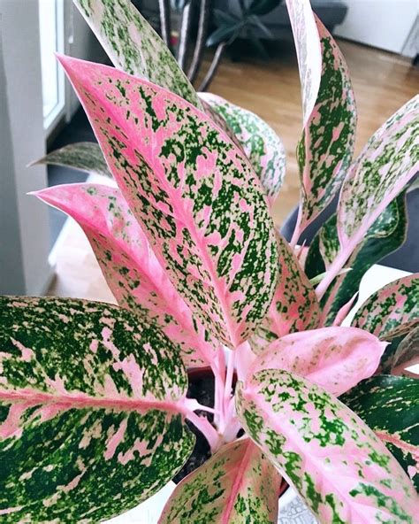 Psa Pink Houseplants Exist And They Re Absolutely Stunning