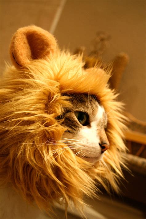 Lion's Mane Cat Hat