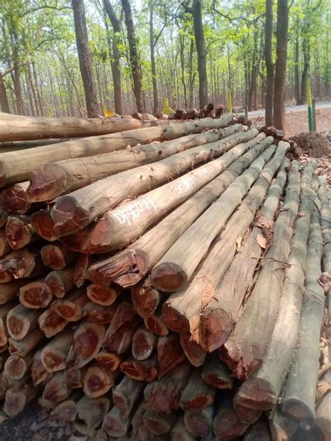 Wood In Bankura West Bengal Get Latest Price From Suppliers Of Wood