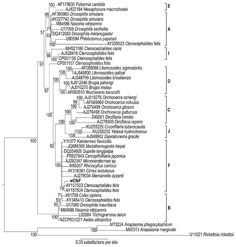 Bayesian Inference Phylogeny Based On Partial 16S RRNA Sequences 1599