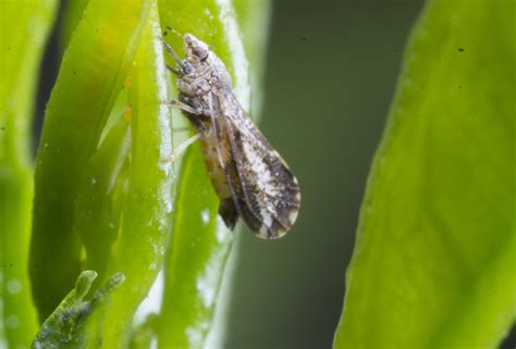 Psilídeo asiático dos citros Biocontrole danos e ciclo de vida