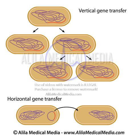 What Is Vertical Gene Transfer