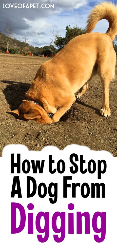 How To Stop A Dog From Digging 5 Tips Love Of A Pet Dog Remedies