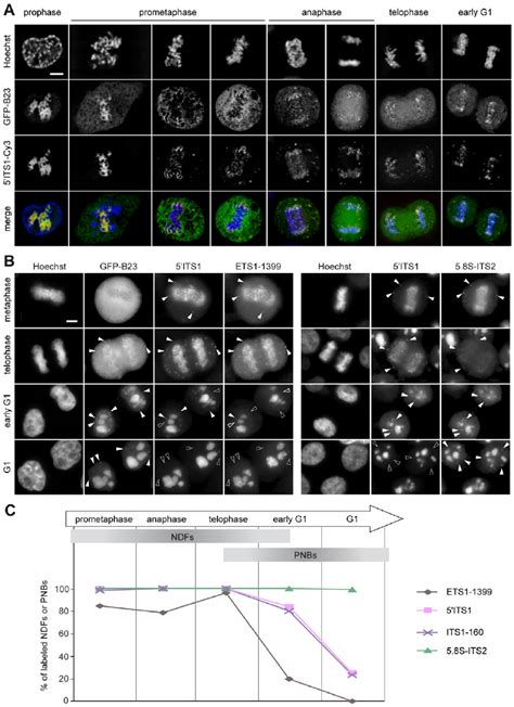 Pre Rrna Processing Pathways In Human Cells Maturation Proceeds