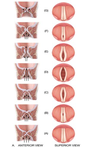 Anatomy And Physiology Of Phonation Flashcards Quizlet