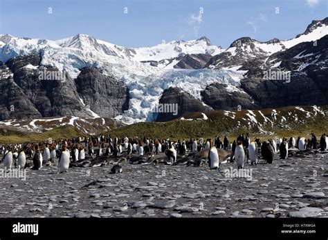 King Penguin ( colony Stock Photo - Alamy