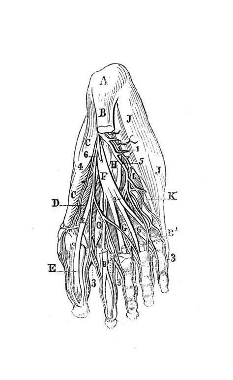 Muscoli Del Piede Nel Vecchio Libro Anatomia Del Corpo Umano Di Dr