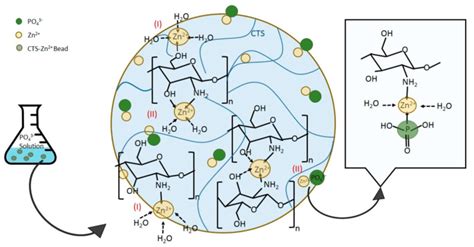 Chelation Of Zn By Chitosan To Enhance The Phosphate Uptake