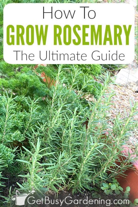 Rosemary Plant Care & Complete How-To Growing Guide | Rosemary plant care, Rosemary plant ...