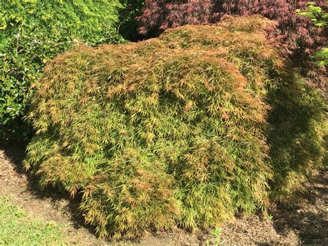 Irish Lace Dissectum Japanese Maple Raraflora