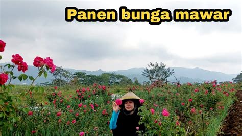 Wong Ndeso Panen Bunga Mawar Buat Dijual Di Pasar Kembang Bandungan