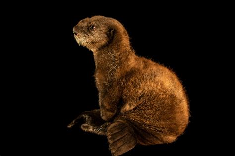 ANI030 00156 Joel Sartore