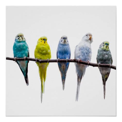Budgie Birds Poster Budgies Bird Budgies Pet Bandana