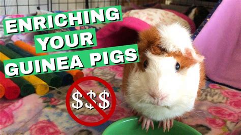 How To Keep Your Guinea Pigs Happy Affordable Fun Enrichment Ideas