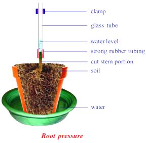 What is root pressure? Explain with an experiment. - Sarthaks eConnect | Largest Online ...