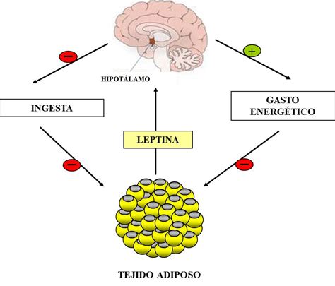 Los Niveles De Leptina En Los Primeros Días De Vida Marcan El Perfil