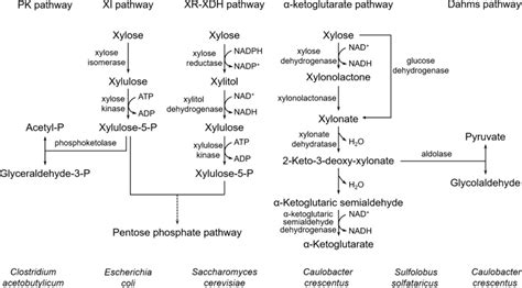 The Natural Metabolic Pathways Of Xylose In Various Microorganisms Pk Download Scientific