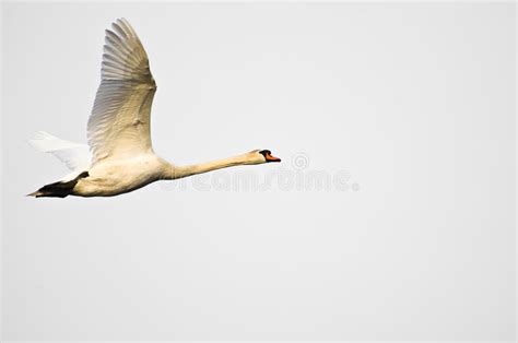 Vuelo Del Cisne Mudo En El Fondo Blanco Foto De Archivo Imagen De