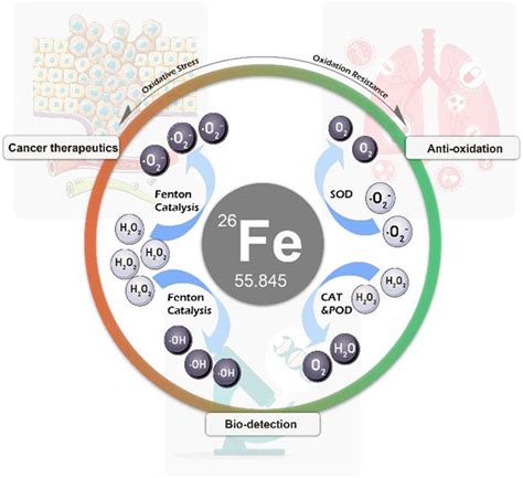 Nanocatalytic Medicine Of Iron Based Nanocatalysts Ccs Chemistry