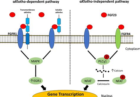 Clinical Potential Of Targeting Fibroblast Growth Factor And Klotho