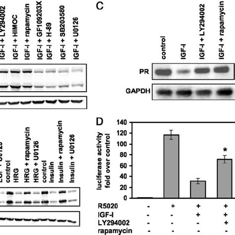 The Pi3k Inhibitor Ly294002 And The Mtor Inhibitor Rapamycin Prevent