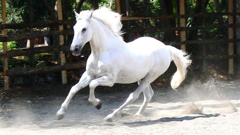 Stunning White Horse - Colors Photo (34711691) - Fanpop